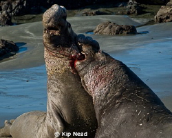 Male northern elephant seals fighting for dominance at th... by Kip Nead 